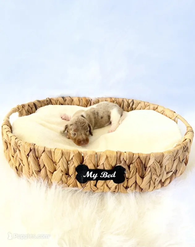 AKC Belle – Miniature Dachshund puppy for sale in Davis, CA