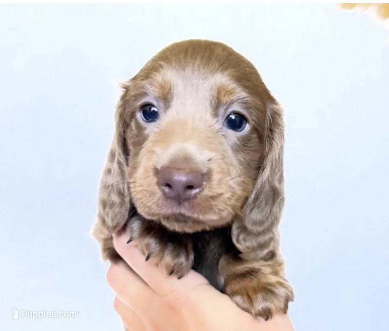 Scottie – Miniature Dachshund puppy for sale in Davis, CA