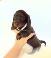 Dakota, a female Miniature Dachshund for sale in Davis, CA – 5 of 8