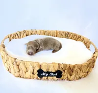 Scottie, a male Miniature Dachshund for sale in Davis, CA – 3 of 5