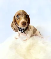 AKC Woody, a male Miniature Dachshund for sale in Davis, CA – 7 of 10
