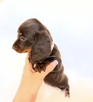 Dakota, a female Miniature Dachshund for sale in Davis, CA – 8 of 8