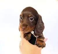 Dakota, a female Miniature Dachshund for sale in Davis, CA – 4 of 8