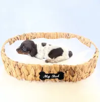 Cassie, a female Miniature Dachshund for sale in Davis, CA – 4 of 5