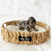 AKC Rocket, a male Miniature Dachshund for sale in Davis, CA – Photo 9 of 10
