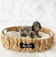 AKC Rocket, a male Miniature Dachshund for sale in Davis, CA – Photo 8 of 10