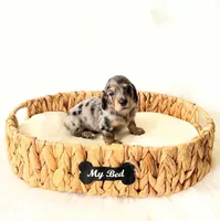 AKC Rocket, a male Miniature Dachshund for sale in Davis, CA – Photo 3 of 10