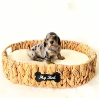 AKC Rocket, a male Miniature Dachshund for sale in Davis, CA – Photo 1 of 10