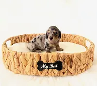 AKC Rocket, a male Miniature Dachshund for sale in Davis, CA – Photo 4 of 10