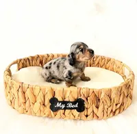 AKC Rocket, a male Miniature Dachshund for sale in Davis, CA – Photo 6 of 10