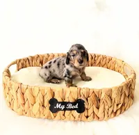 AKC Rocket, a male Miniature Dachshund for sale in Davis, CA – Photo 2 of 10