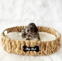 AKC Rocket, a male Miniature Dachshund for sale in Davis, CA – Photo 10 of 10