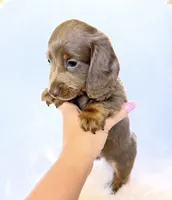 Scottie, a male Miniature Dachshund for sale in Davis, CA – 4 of 7