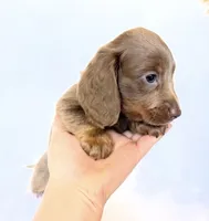 Scottie, a male Miniature Dachshund for sale in Davis, CA – 3 of 7
