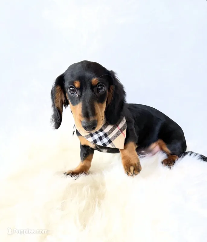 AKC Badger – Miniature Dachshund puppy for sale in Davis, CA