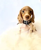 AKC Woody, a male Miniature Dachshund for sale in Davis, CA – 3 of 10