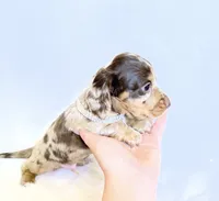 Jasper , a male Miniature Dachshund for sale in Davis, CA – 8 of 9