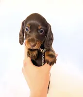 Dakota, a female Miniature Dachshund for sale in Davis, CA – 3 of 8