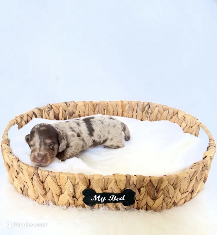 Jasper  – Miniature Dachshund puppy for sale in Davis, CA