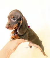 AKC Daisy, a female Miniature Dachshund for sale in Davis, CA – 7 of 9