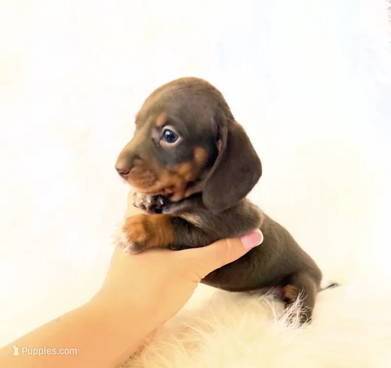 AKC Daisy – Miniature Dachshund puppy for sale in Davis, CA