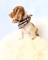 AKC Woody, a male Miniature Dachshund for sale in Davis, CA – 9 of 10