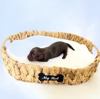 Dakota, a female Miniature Dachshund for sale in Davis, CA – 3 of 4