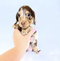 Jasper , a male Miniature Dachshund for sale in Davis, CA – 7 of 9