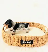 AKC Pepper, a male Miniature Dachshund for sale in Davis, CA – Photo 1 of 6