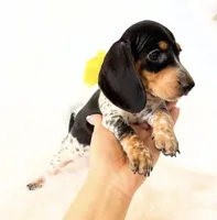 AKC Pepper, a male Miniature Dachshund for sale in Davis, CA – Photo 6 of 8