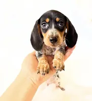 AKC Pepper, a male Miniature Dachshund for sale in Davis, CA – Photo 1 of 8