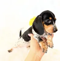 AKC Pepper, a male Miniature Dachshund for sale in Davis, CA – Photo 8 of 8