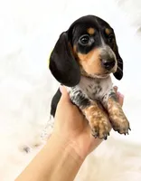 AKC Pepper, a male Miniature Dachshund for sale in Davis, CA – Photo 5 of 8