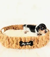 AKC Pepper, a male Miniature Dachshund for sale in Davis, CA – Photo 6 of 6