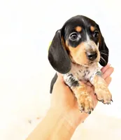 AKC Pepper, a male Miniature Dachshund for sale in Davis, CA – Photo 4 of 8