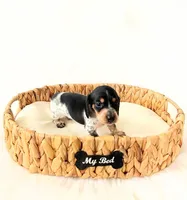 AKC Pepper, a male Miniature Dachshund for sale in Davis, CA – Photo 4 of 6