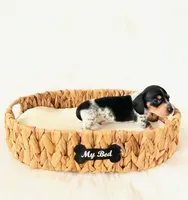 AKC Pepper, a male Miniature Dachshund for sale in Davis, CA – Photo 5 of 6
