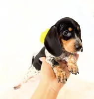 AKC Pepper, a male Miniature Dachshund for sale in Davis, CA – Photo 3 of 8