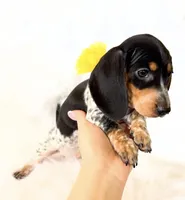 AKC Pepper, a male Miniature Dachshund for sale in Davis, CA – Photo 7 of 8