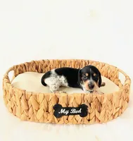 AKC Pepper, a male Miniature Dachshund for sale in Davis, CA – Photo 3 of 6