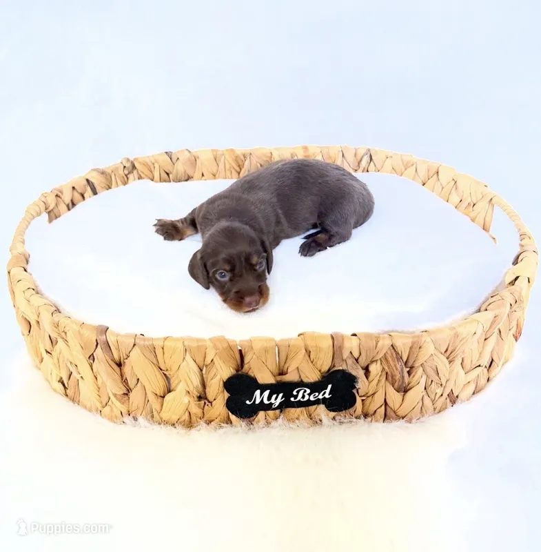 Dakota – Miniature Dachshund puppy for sale in Davis, CA