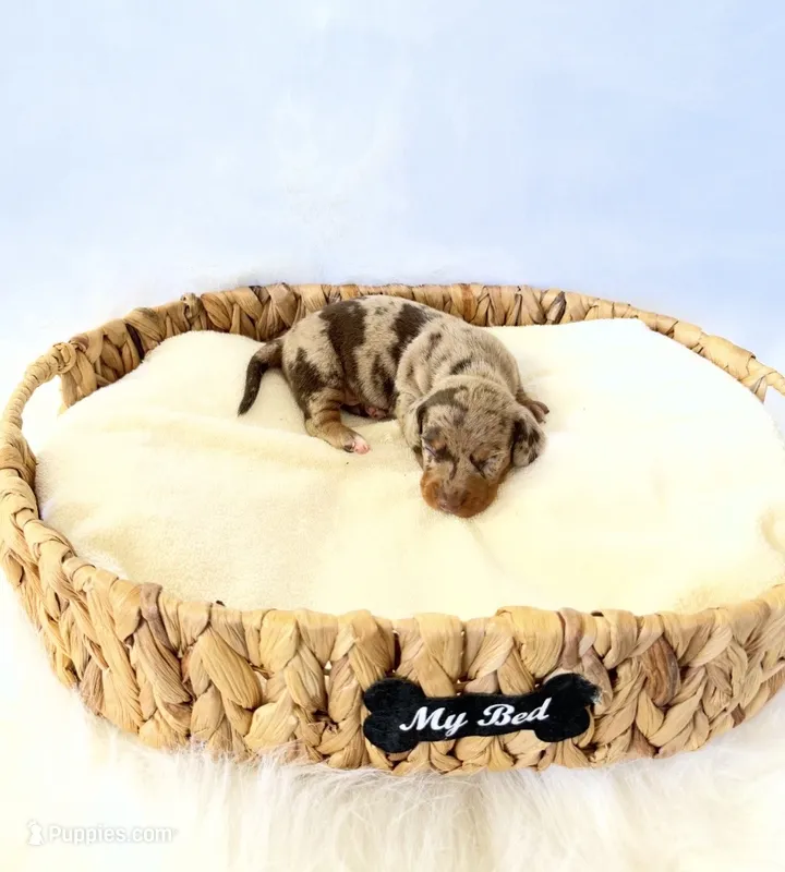 AKC Milo – Miniature Dachshund puppy for sale in Davis, CA