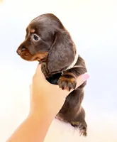 Dakota, a female Miniature Dachshund for sale in Davis, CA – 6 of 8