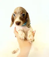 AKC Woody, a male Miniature Dachshund for sale in Davis, CA – 4 of 10