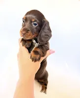Dakota, a female Miniature Dachshund for sale in Davis, CA – 2 of 8