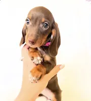 AKC Daisy, a female Miniature Dachshund for sale in Davis, CA – 8 of 9