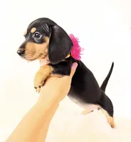 AKC Zoey, a female Miniature Dachshund for sale in Davis, CA – 9 of 10