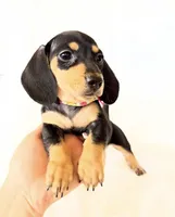 AKC Zoey, a female Miniature Dachshund for sale in Davis, CA – Photo 6 of 10