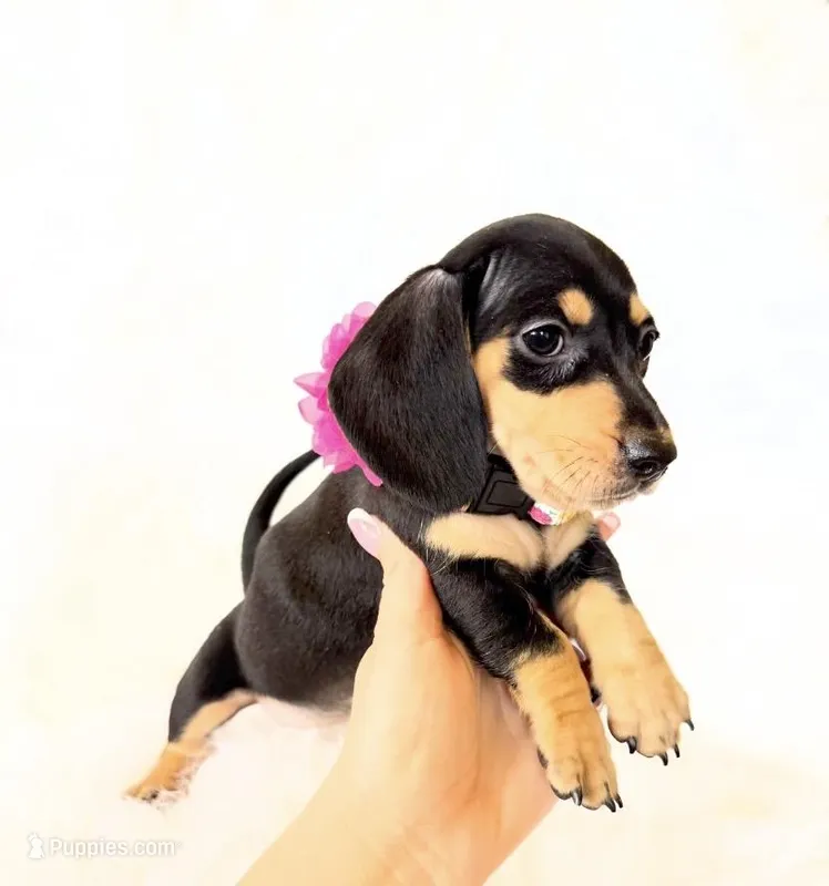AKC Zoey – Miniature Dachshund puppy for sale in Davis, CA