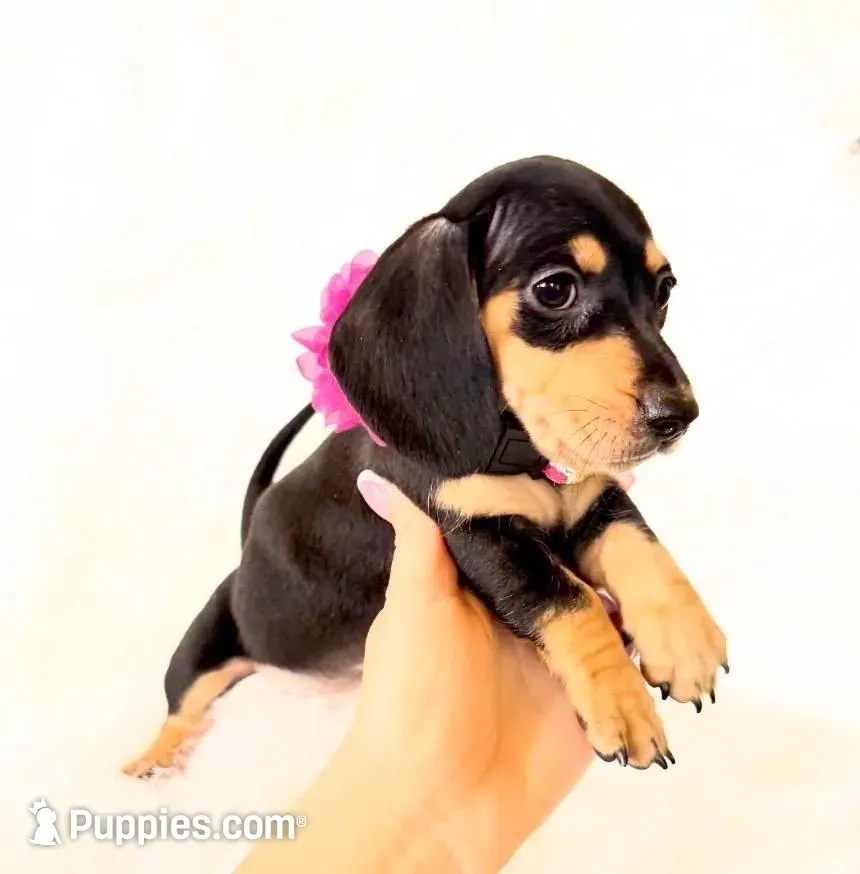 AKC Zoey, a female Miniature Dachshund for sale in Davis, CA – 10 of 10